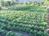 Huerta de judías Huerta de judías