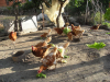 Gallinas en corral Gallinas en corral
