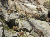 Rebaño de cabras montesas en el Circo de Gredos Rebaño de cabras montesas en el Circo de Gredos