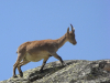 Cabra montés (Capra pyrenaica victorae) en el Circo de Gredos Cabra montés (Capra pyrenaica victorae) en el Circo de Gredos