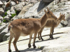 Cabra montés con su cría en el Circo de Gredos Cabra montés con su cría en el Circo de Gredos