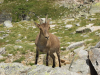 Cabra montés (Capra pyrenaica victorae) en el Circo de Gredos Cabra montés (Capra pyrenaica victorae) en el Circo de Gredos