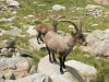 Dos machos de cabra montés en el Circo de Gredos Dos machos de cabra montés en el Circo de Gredos