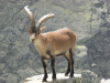 Macho de cabra montés en el Circo de Gredos Macho de cabra montés en el Circo de Gredos